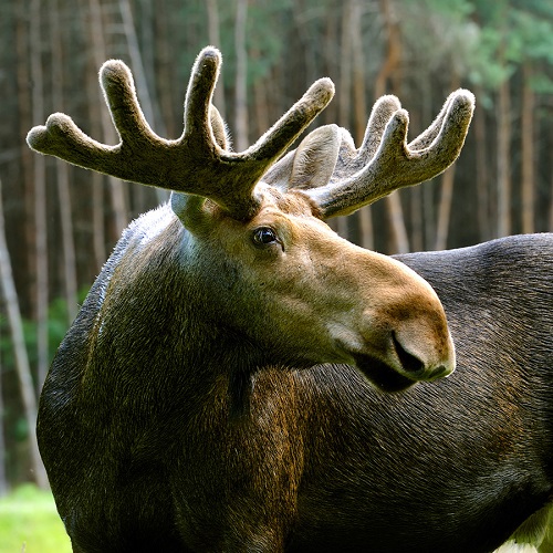 Elk Hunting Tour