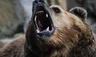 В Томской области медведь убил охотника