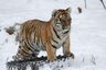 В Приморье началась подготовка к масштабному учету тигров