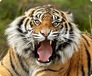 В Приморье началась подготовка к масштабному учету тигров