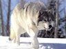 Волки из Чернобыля пугают сельских жителей