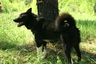 На территории Беловежской пущи прошел чемпионат охотничьих собак по подсадному кабану