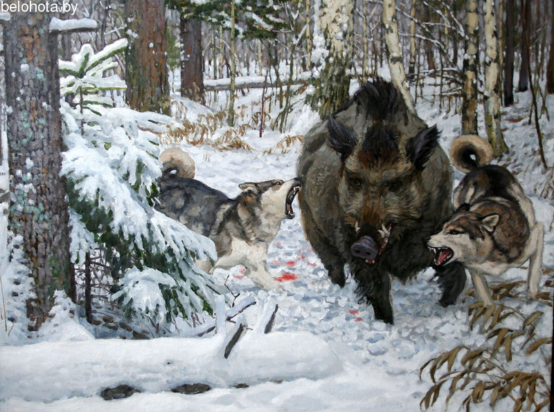 сезон охоты на косулю в беларуси