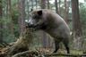 Минлесхоз Беларуси призывает охотпользователей активизировать отстрел дикого кабана