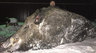 На Урале охотнику удалось завалить гигантского кабана весом в полтонны