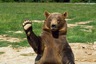 В Беларуси осталось только 20 медведей