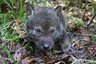 Волки и браконьерство в заказнике Налибокский