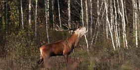 В период с 20 августа по 30 сентября разрешено добывать взрослых самцов лося, оленя благородного, оленя пятнистого и лани, а также селекционных животн...