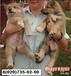 Элитные щенки западно-сибирской лайки от дипломированных родителей Работают по пушнине и копытным. Есть белого и пятнистого цвет