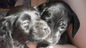 Кокер-спаниель (метисы) замечательные щенки