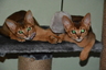 чистокровные абиссинские котята
