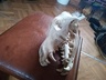Продам череп волка с клыками
