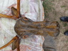 Рога северного оленя с деревянной головой