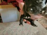 девочка бордер колли короткошёрстный бронирование