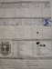 Продаются щенки западносибирской лайки от рабочих родителей рож 10.06.25.  есть видео работы родителей