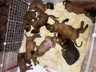 Щенки баварской горной гончей