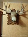 Продам чучело лося на дубовом медальоне
