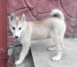 Продается щенок западно сибирской лайки