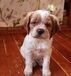 Продам щенка бретонского эпаньоля