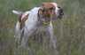 Щенки Английского пойнтера