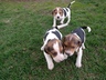 Продам щенков эстонской гончей
