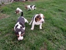 Продам щенков эстонской гончей