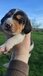 Щенки эстонской гончей
