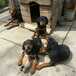 Щенки Белорусский ганчак.